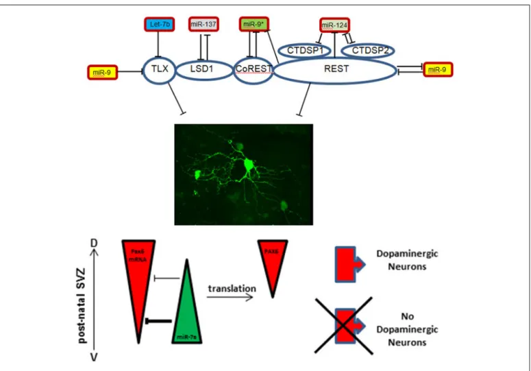 FIGURE 1 | Schematic representation of microRNA-target interactions in the control of maintenance versus differentiation in the neural stem cell pool.