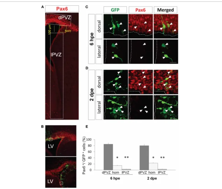 FIGURE 1 | Pax6 expression is restricted dorsally in the periventricular region. (A) Low magnification view of a coronal section of the P1 forebrain labeled with Pax6 antibody (red)