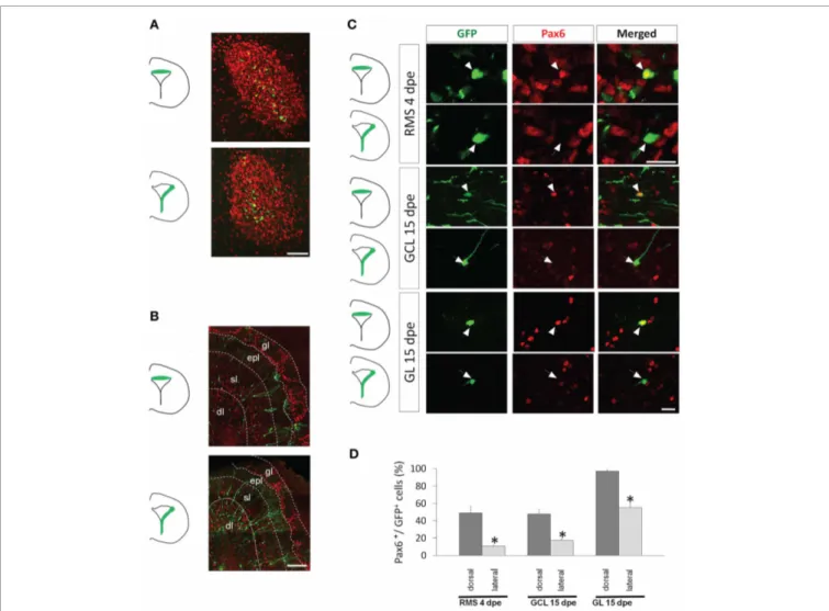 FIGURE 2 | Pax6 remains preferentially expressed in the dorsal lineage in neuroblasts migrating in the RMS and in new neurons of the olfactory bulb