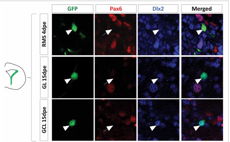 FIGURE 5 | The lateral PVZ lineage remains positive for Dlx2 in neuroblasts and mature neurons