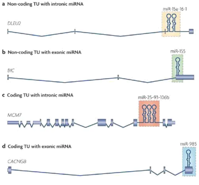 Figure 1. Organisation génique des microARN