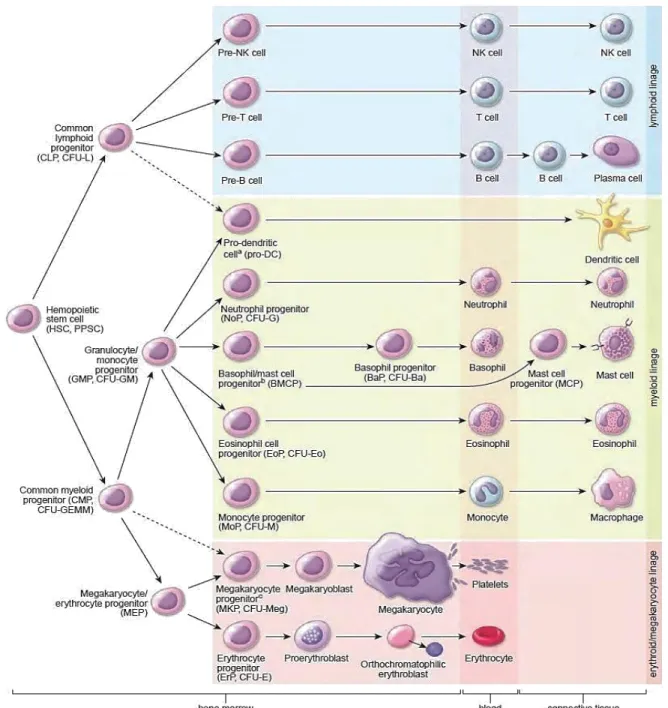 Figure 7. Représentation schématique des différentes étapes de l'hématopoïèse L’hématopoïèse  est  un  processus  de  différenciation  hiérarchique  permettant  la  production de l’ensemble des cellules matures composant le sang