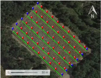Fig. 4   INRA Pech Rouge plot  with row edges in blue and  potential sampling sites in red  (Color figure online)