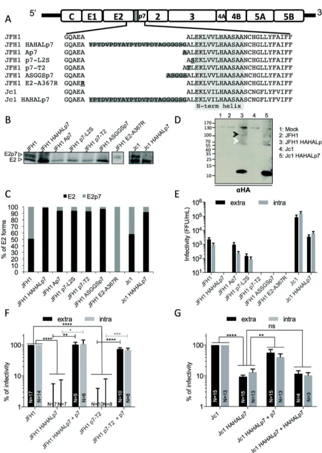 Fig 2. HCVcc mutants with modified p7 amino-termini prevent infectivity. (A) Schematic representation of JFH1 and Jc1 HCVcc mutants in E2-p7 junction