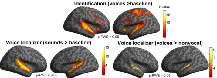 Table 4.   Random effects analysis for the identification task (contrast all voices > baseline) at p < 0.05 FWE- FWE-corrected, extent threshold = 100  mm 3 
