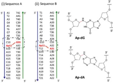 Figure 1. The 21-bp DNA sequences A and B featuring an interstrand cross-link between Ap and a purine (displayed with a red line)