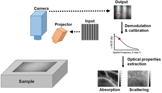 Fig. 3 SFDI: a pattern is projected onto the sample and the reflectance imaged with a digital camera.