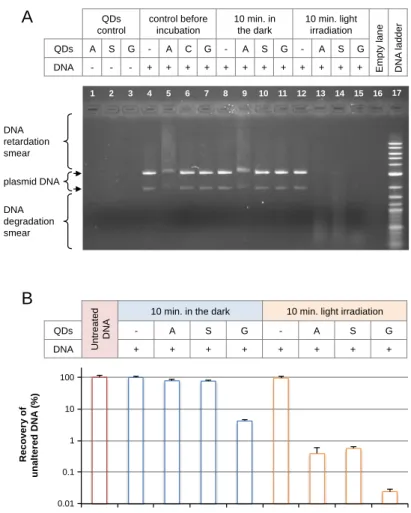Fig. 3. Photo-induced DNA damages by ZnO QDs. a, Alteration of pBELX plasmid DNA22  (3169 bp) upon exposure to ZnO@APTMS (A), ZnO@SBZ (S), and ZnO@GLYMO (G) for  10  min  with  or  without light  irradiation  (full  spectrum  white  light,  9  klux  illumi
