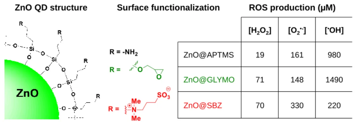 Fig. 4. Structure and photo-reactivity of the ZnO core QDs. ZnO@APTMS, ZnO@GLYMO,  and  ZnO@SBZ  QDs  are  all  silane-based  nanoparticles  differing  only  by  their  surface  functionalization (amino groups, epoxides and a zwitterion surface coating res