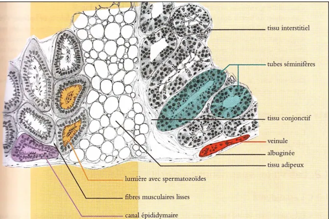 Figure 2: Schéma d’une coupe transversale de testicule et d’épididyme en microscope  optique (×100) (Trupin, 2004) 