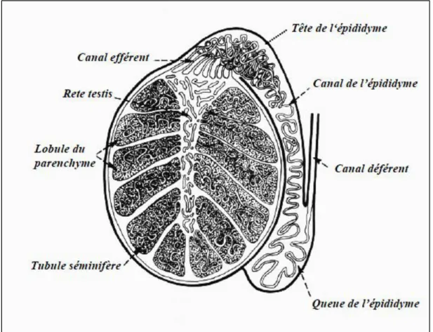 Figure 3: Coupe verticale d’un testicule (Brice et al., 1995). 