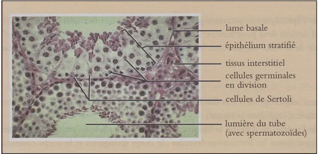 Figure 4 : Structure interne du testicule : microphotographie d’une coupe transversale des tubes  séminifères en microscope optique (×400) ( Trupin, 2004)