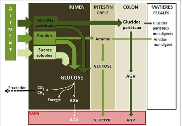 Figure 19: Schéma de la digestion des glucides chez le ruminant (Brocard et al., 2010)  AGV = acide acétique, propionique et butyrique 
