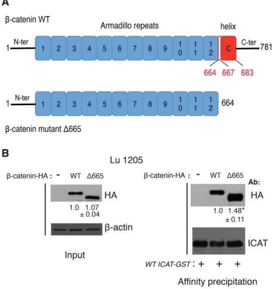 Fig 5. The lack of helix C in β-catenin does not prevent interaction with ICAT. A. Schematic representation of WT and mutant Δ665 HA-tagged β-catenin-NLS proteins