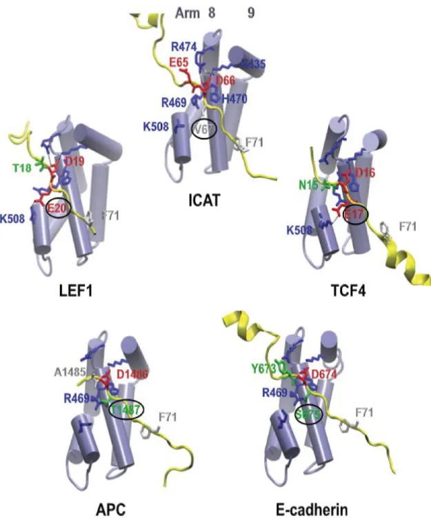 Fig 8. The characteristics of the first X residue in the consensus peptide of several β-catenin binding proteins regulate their interactions with β-catenin