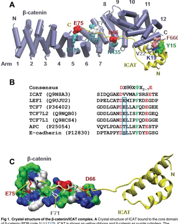 Fig 1. Crystal structure of the β-catenin/ICAT complex. A Crystal structure of ICAT bound to the core domain of β-catenin (PDB code 1LUJ,[22])