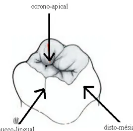 Figure II.22 : Une fosse centrale naît de la conjonction de trois Surfaces convexes [44]