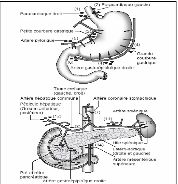 Figure 13: Numérotation des différents sites ganglionnaires selon la Japanese Research  Society for Gastric Cancer [48]