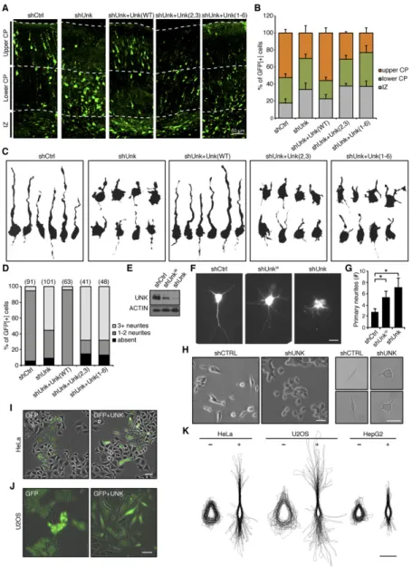 Figure 2. Unkempt is required for the early neuronal morphology and is sufficient to  polar-ize cells of nonneuronal origin