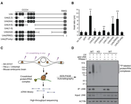 Figure 3. Structure–function analysis and iden- iden-tification of Unkempt as an RBP. (A) A series of deletion mutants of Unkempt protein examined for their capacity to impact cellular morphology.