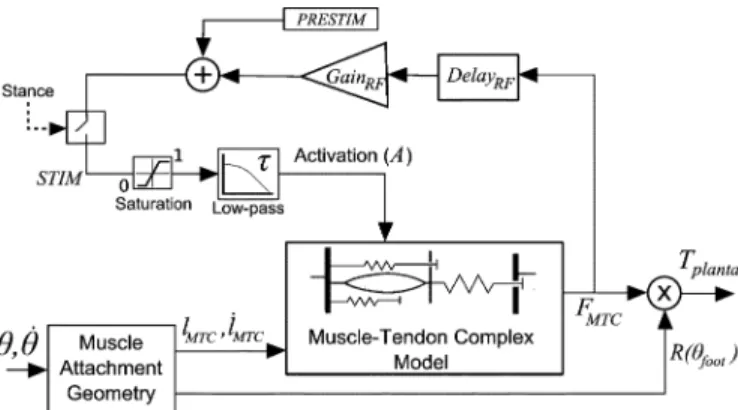 Fig. 6. Reflex scheme for the virtual plantar flexor muscle, including the rela- rela-tionship among ankle angle, muscle force, and the plantar flexor component of ankle torque.