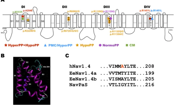 Figure 1.  Schema of the pore-forming  α subunit of Na v 1.4 and location of A204E. (A) The pore-forming α  subunit of hNa v 1.4 is composed of 1.836 amino acid residues forming 4 homologous domains (DI-DIV)