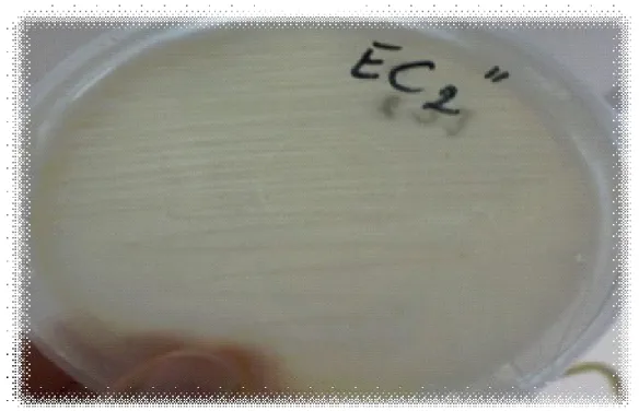 Figure 70 :   Aspect macroscopique de la souche EC2’’, inoculée sur milieu CMS, incubée à une  température de 30°C pendant 48  heures.
