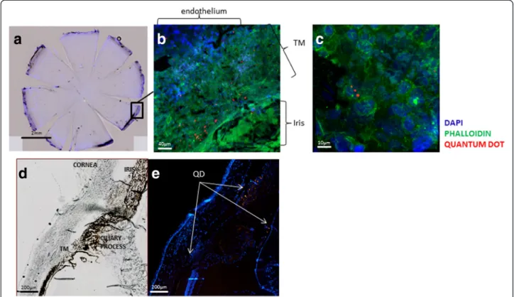 Fig. 3 Tracking of MSCs after EVC in the AC. Whole flat-mounted cornea viewed with a digital fluorescence scanner (Nanozoomer) a