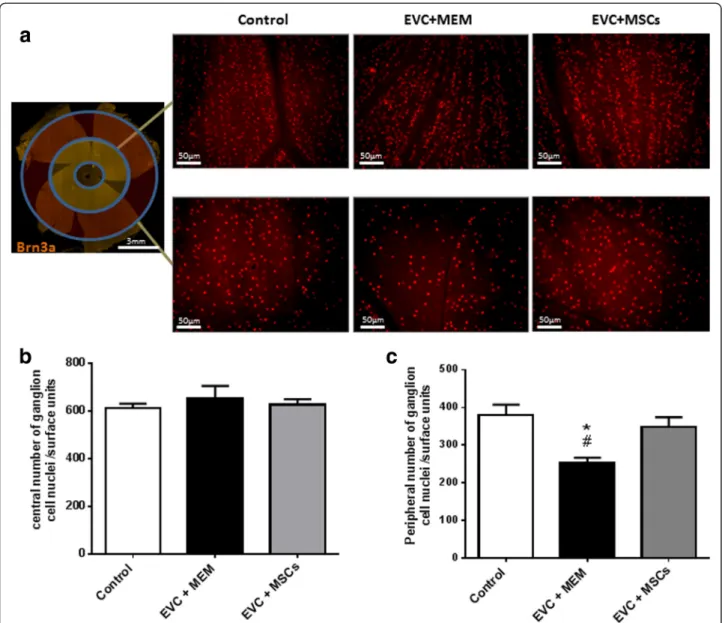 Fig. 4 MSCs transplantation improves RGCs survival. Whole flat-mounted retina immunolabeled with brain-specific homeobox/POU domain protein 3A (Brn3a) antibody