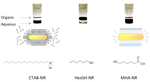 Figure 2-6: Method for NR ligand exchange[17]. Adapted with permission from Wijaya A, Schaffer  SB, Pallares IG, Hamad-Schifferli K