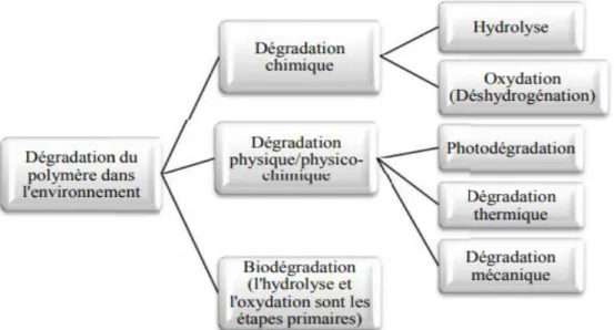 Figure  6:  Présentation  de  différentes  voies  de  dégradation  des  polymères  dans   l’environnement (Matsumora, 2005)