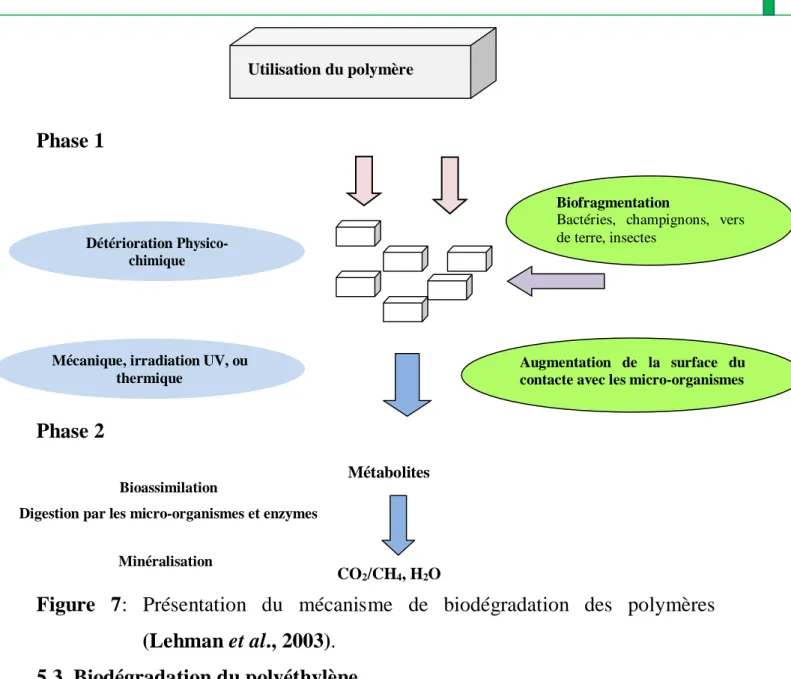 Figure  7:  Présentation  du  mécanisme  de  biodégradation  des  polymères  (Lehman et al., 2003)
