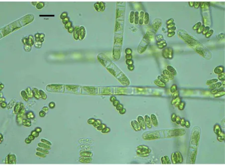 Figure 3 : Observation microscopique de quelques micro-algues appartenant à la famille des  chlorophycées et cyanophycées (Mohamed et al., 2012)