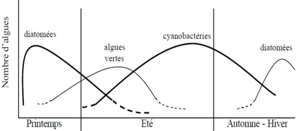 Figure 8 : Présentation de la succession saisonnière des différents types d’algues  (Leitao et al., 2005)