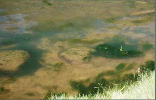 Figure 9  :  Formation  de  blooms  à  la  surface  du  lac  Bécancour,  Saint-Wenceslas