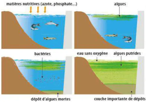 Figure 10 : Prédominance des cyanobactéries d’un lac eutrophe. 
