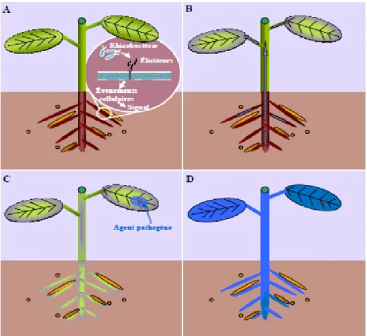 Figure 6. Présentation des différentes phases du phénomène d’induction de résistance  chez les plantes par les rhizobactéries