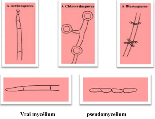 Figure 4 : Présentation de la Filamentisation des levures (Guiraud, 1998). 
