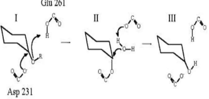 Figure  8  :  Mécanisme  catalytique  des  hydrolases  glycosyliques  (Nielsenet  et  al.,  2001): (1) Protonation de l'oxygène glycosidique par le donneur d'hydrogène  (Glu 261) et attaque sur le glucose (C1) par le nucléophile (Asp 231)