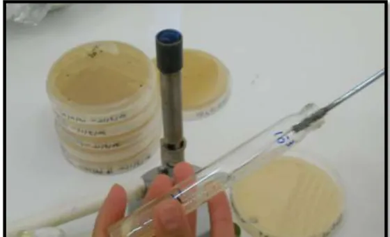 Figure  12:  La  conservation  des  souches  levuriennes  isolées,  sélectionnées  productrices de l'amylase, ensemencée dans des tubes à essai, contenant  un milieu de culture gélosé de PDA ou MA, incubé à une température  de 30°C pendant 3-5 jours 