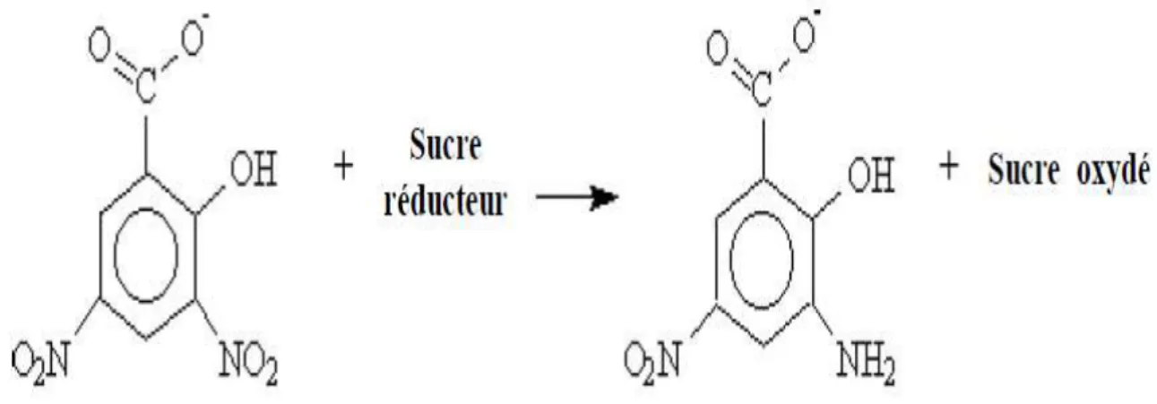 Figure 13 : Réduction de l’acide 3,5 dinitrosalicylique par un sucre réducteur lors du  dosage de l’activité amylolytique par la méthode DNSA (Maktouf  et al.,      2013)