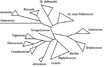 Figure 2 : Arbre phylogénique des bactéries lactiques et comparaison avec  les  genres Aerococcus, Bacillus, Listeria et Staphylococcus (Axelsson, 2004)
