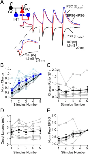 Figure 2. Facilitation of excitation and polysynaptic inhibition in juvenile rats. A, Example excitatory (black) and inhibitory (blue) conductances recorded in a CA3 PC in response to  gran-ule cell stimulation