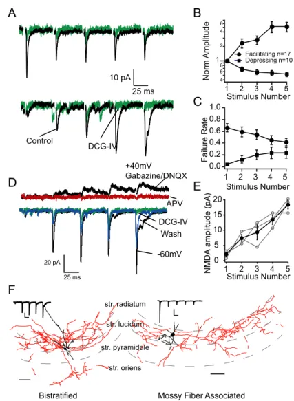 Figure 3. A subset of MF synapses onto INT are facilitating. A, Voltage-clamp recordings of stratum lucidum interneurons while extracellularly stimulating the GC layer