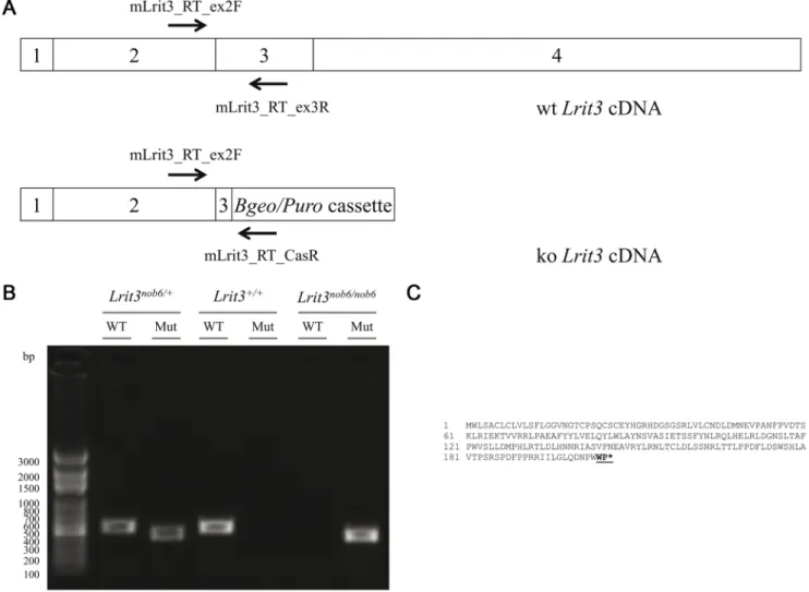 Figure 2. wt and ko Lrit3 cDNAs and RT-PCR. (A) ko cDNA comprised the remaining 21 bp of exon 3 and only the first 8 bp of the selection cassette which leads to a premature stop codon