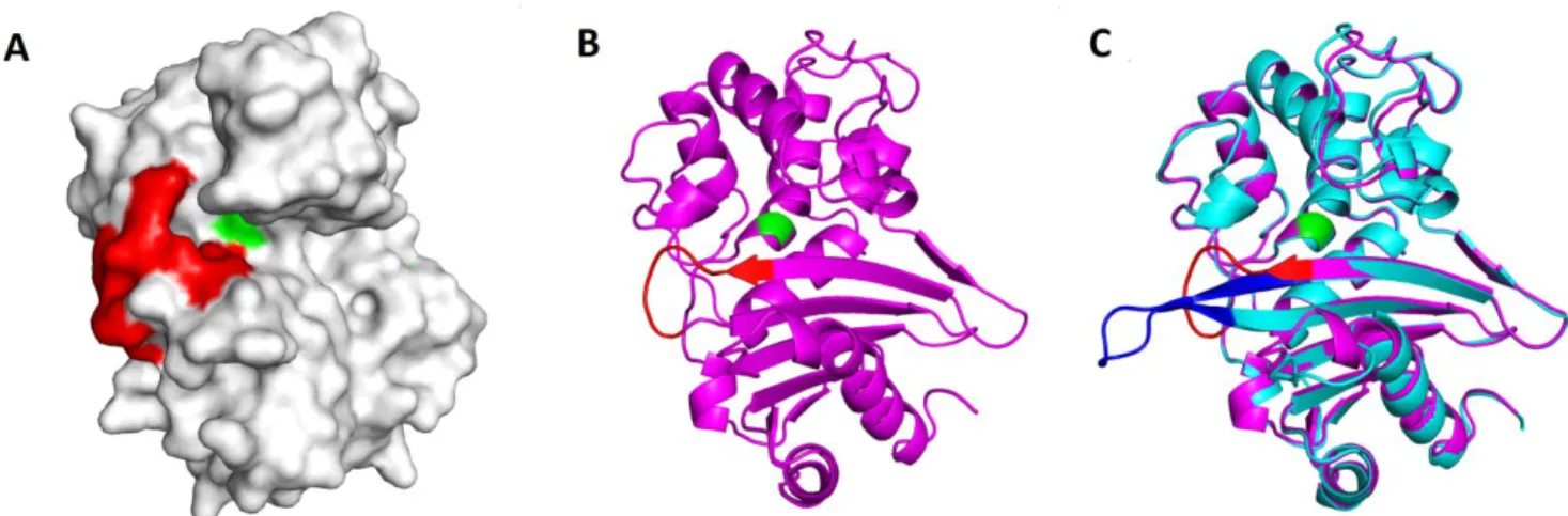 Figure S1. Structure of OXA-48 and  β5-β6  loop replacement. Active site serine 70 is colored  green  and  observed  at  the  bottom  of  the  active  site  cavity,  for  reference