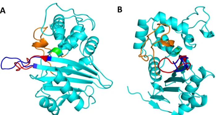 Figure S2. Conformation of  β5-β6  loop in OXA-48Loop18 crystal structure. Front view  (A)  and  side  view  (B)