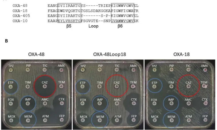 Figure 1. A) Sequence alignment of the β5-β6 loops of OXA-48, OXA-18, OXA-405 and OXA-10