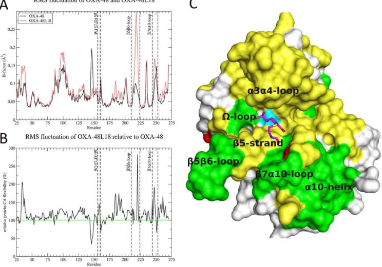 Figure 5. Flexibility of OXA-48Loop18. A) RMSF analysis of the OXA-48 and OXA-48Loop18 molecular dynamics simulations, expressed as  Cα B-factors