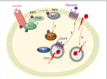 FIGURE 2 | Regulation of IRAP trafficking by the insulin receptor in adipocytes. (1) Insulin binding to its receptor initiates a signaling cascade that induces the phosphorylation of insulin receptor substrate 1 (IRS1) on tyrosine residues (p-Tyr)